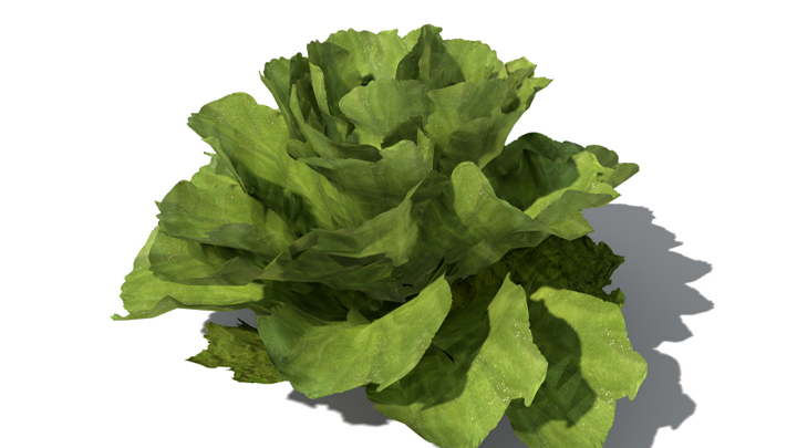 渲染模型_蔬菜生菜006