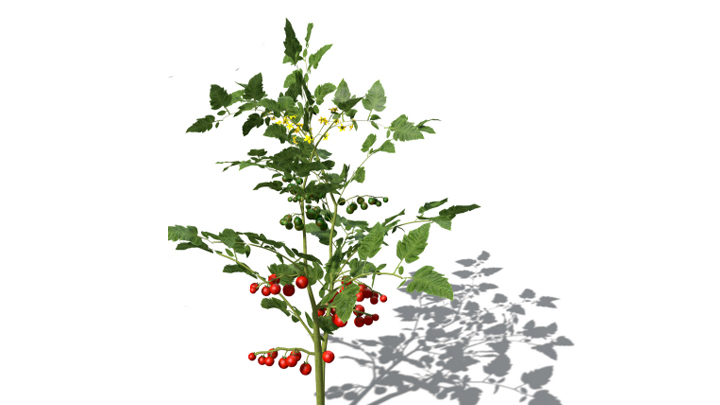 渲染模型_蔬菜番茄006