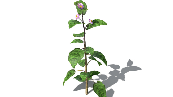 渲染模型_蔬菜茄子002