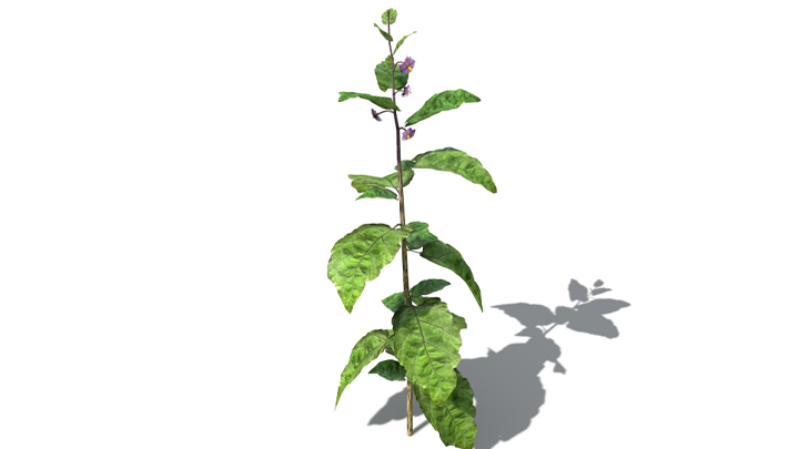 渲染模型_蔬菜茄子003