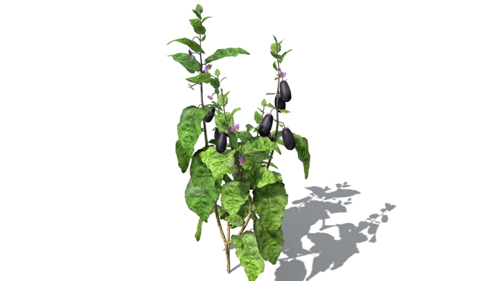 渲染模型_蔬菜茄子008