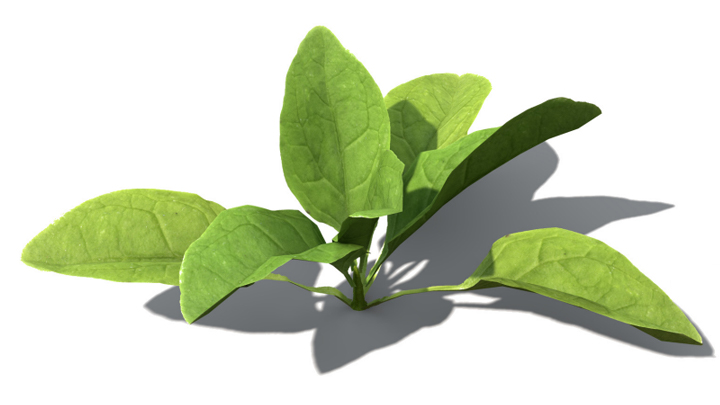 渲染模型_蔬菜菠菜004