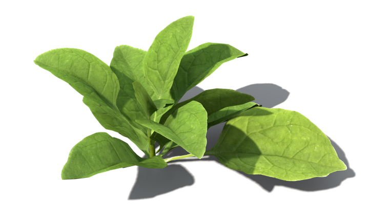 渲染模型_蔬菜菠菜005