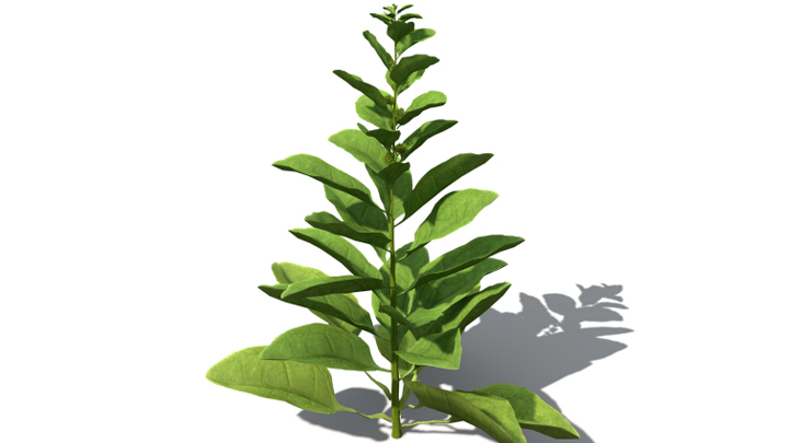 渲染模型_蔬菜菠菜008