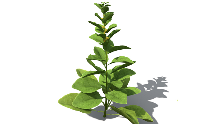 渲染模型_蔬菜菠菜009