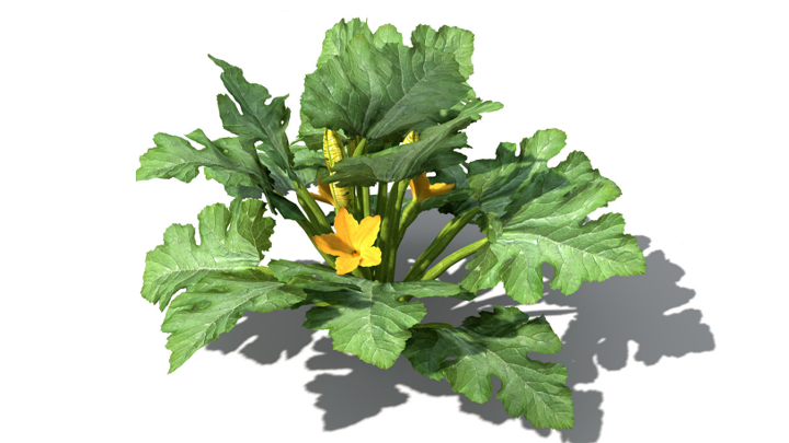 渲染模型_蔬菜西葫芦006