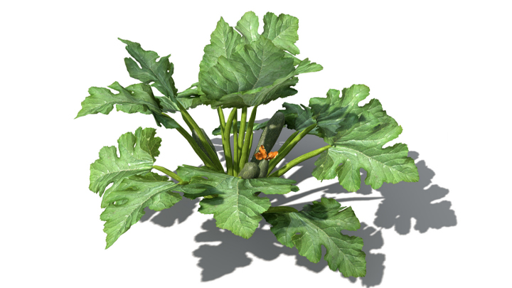 渲染模型_蔬菜西葫芦008