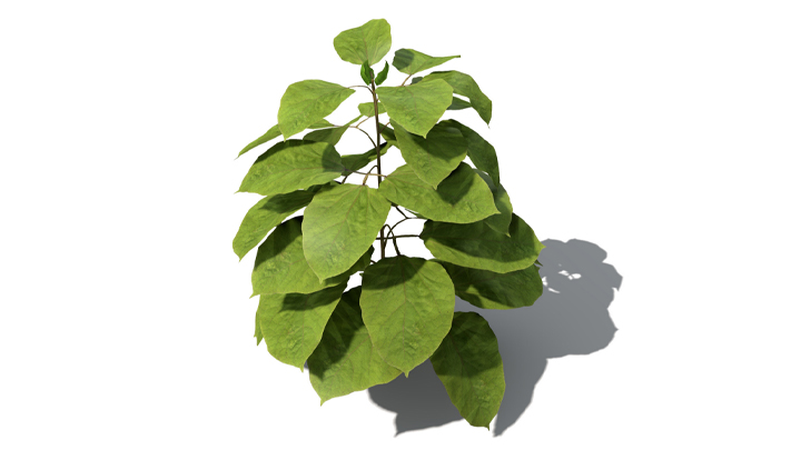 渲染模型_蔬菜豆子003