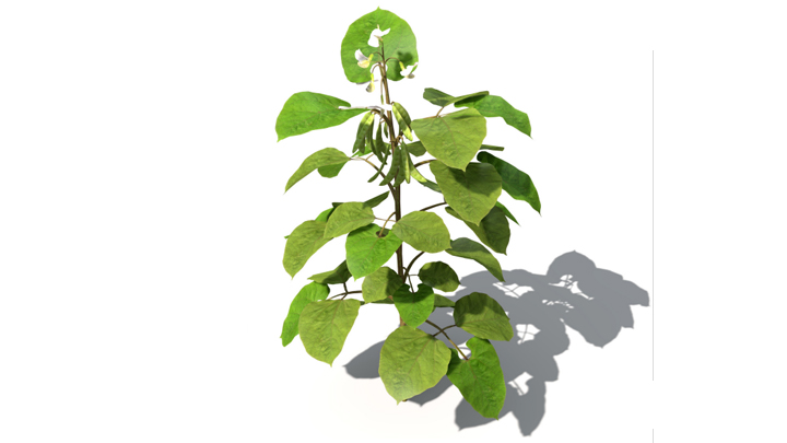 渲染模型_蔬菜豆子004