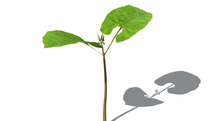 渲染模型_蔬菜豆子008