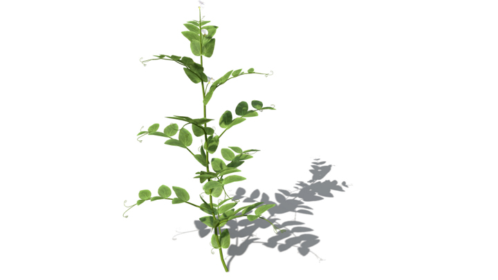 渲染模型_蔬菜豌豆003