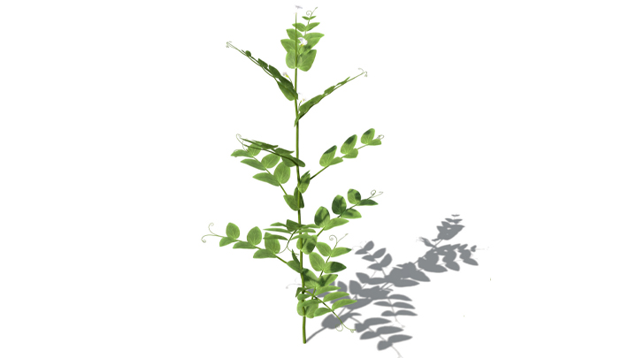 渲染模型_蔬菜豌豆004