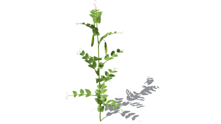 渲染模型_蔬菜豌豆006