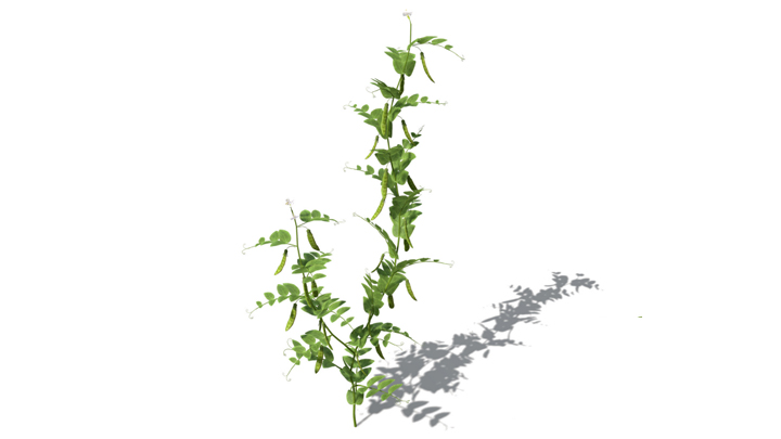 渲染模型_蔬菜豌豆009