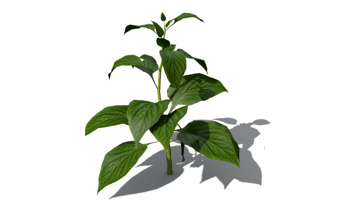 渲染模型_蔬菜辣椒003