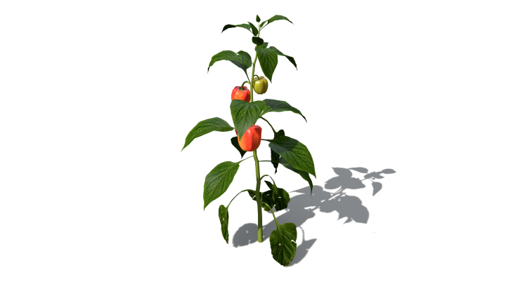 渲染模型_蔬菜辣椒004