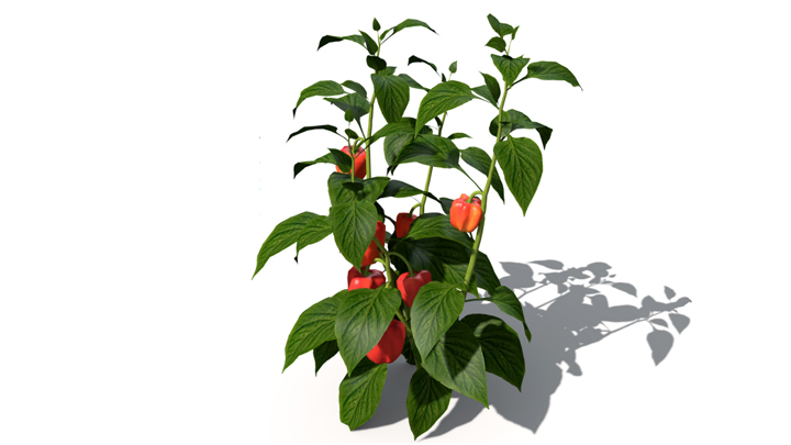渲染模型_蔬菜辣椒007