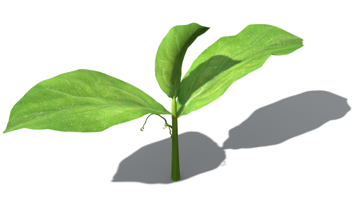 渲染模型_蔬菜黄瓜001