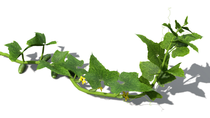 渲染模型_蔬菜黄瓜005