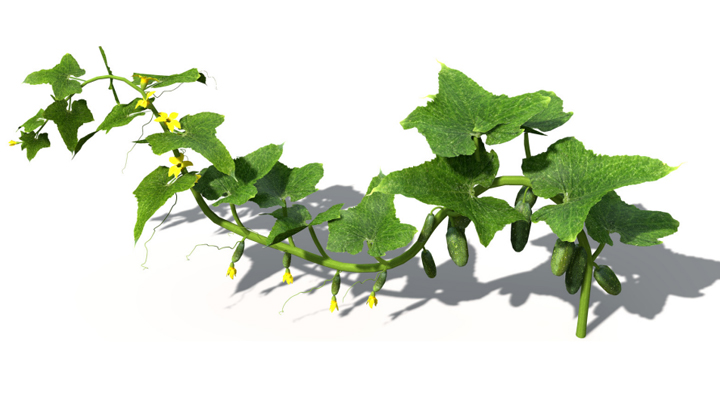 渲染模型_蔬菜黄瓜009