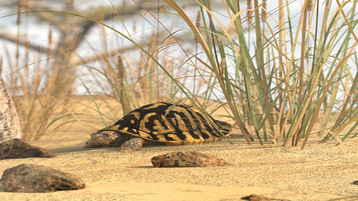 Daz3DPoser_小乌龟001