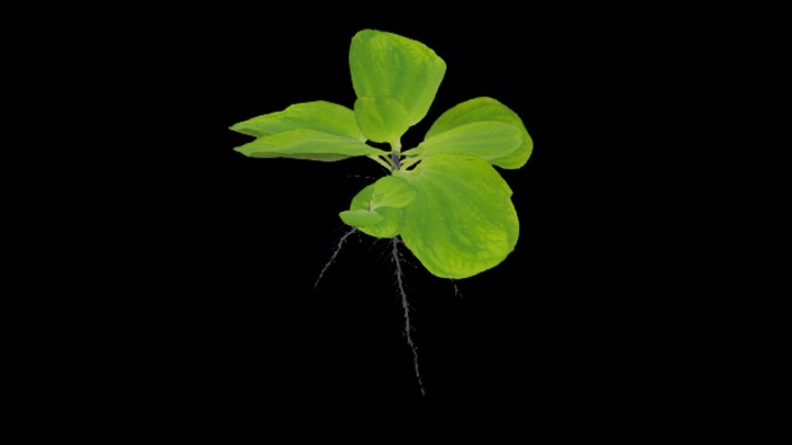 UE项目资源_模型资源_三叶草006