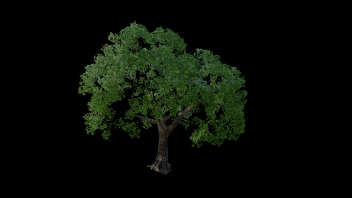 UE项目资源_模型资源_树1903