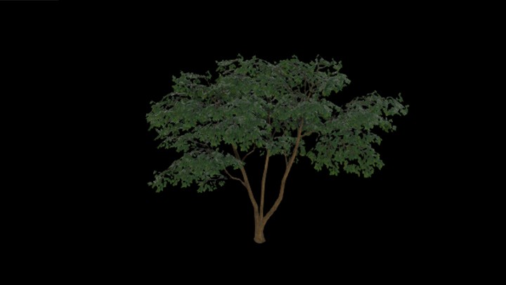 UE项目资源_模型资源_树1961