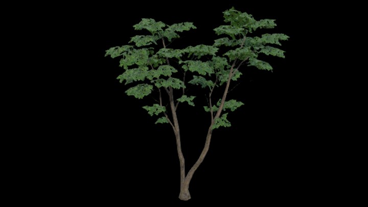 UE项目资源_模型资源_树1972