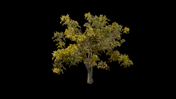 UE项目资源_模型资源_树木122