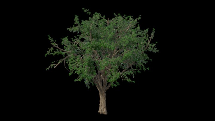 UE项目资源_模型资源_树木124