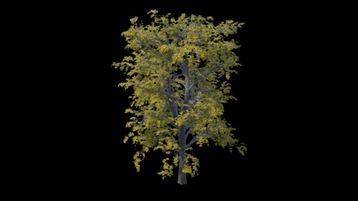 UE项目资源_模型资源_树木156