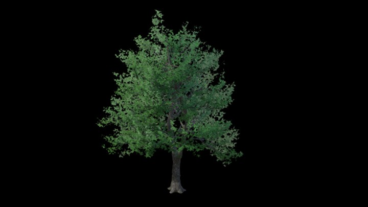UE项目资源_模型资源_树木164
