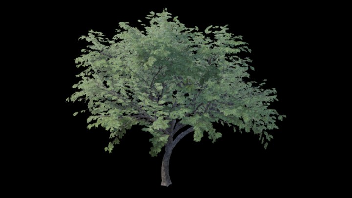 UE项目资源_模型资源_树木166