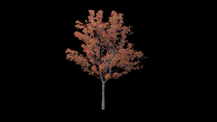 UE项目资源_模型资源_树木169