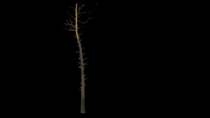 UE项目资源_模型资源_树枝254