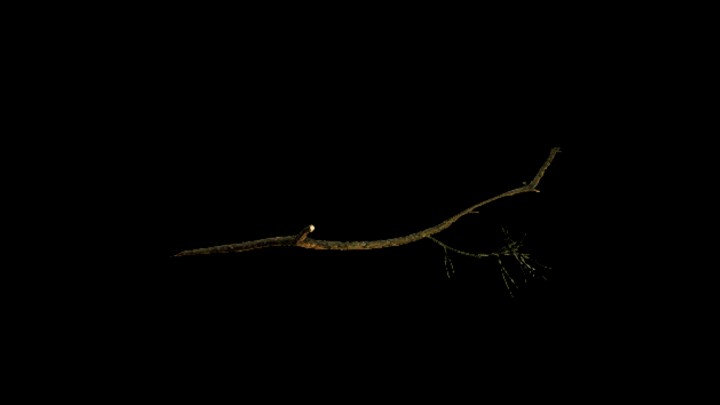 UE项目资源_模型资源_树枝285