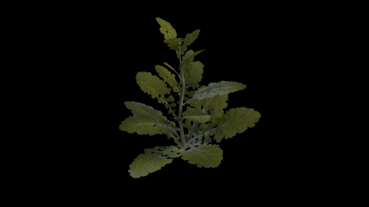 UE项目资源_模型资源_植物1914