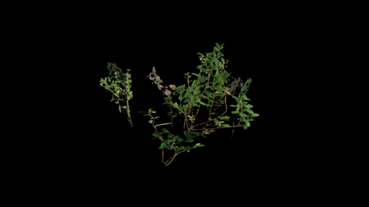 UE项目资源_模型资源_植物1950