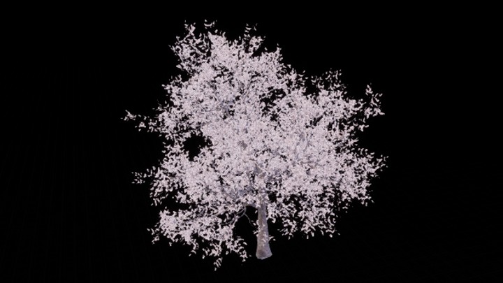 UE项目资源_模型资源_樱花树006