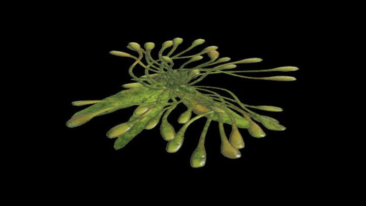 UE项目资源_模型资源_海草026