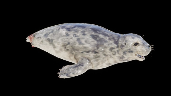 UE项目资源_模型资源_海豹003