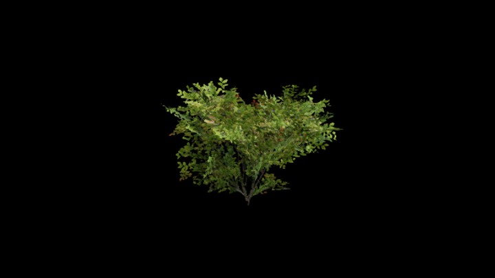 UE项目资源_模型资源_灌木155