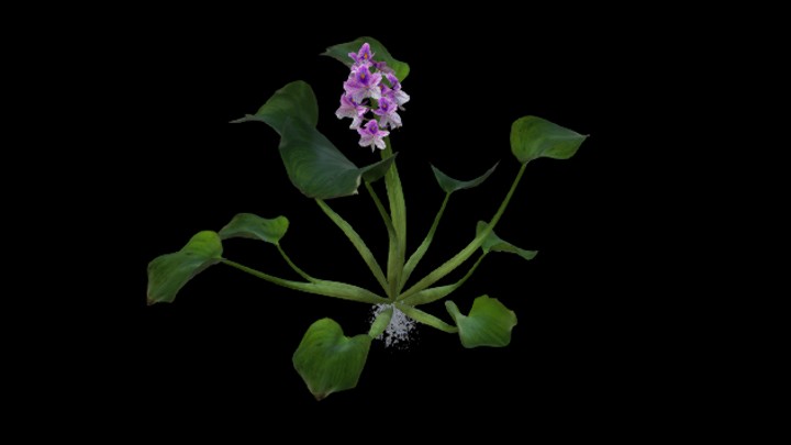 UE项目资源_模型资源_花1023