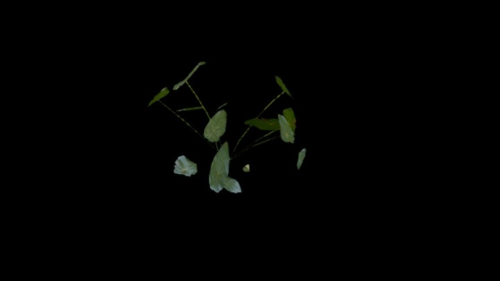 UE项目资源_模型资源_草2464