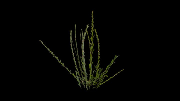 UE项目资源_模型资源_草2505