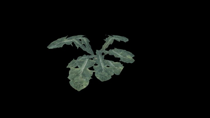 UE项目资源_模型资源_草2539