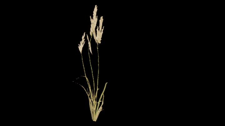 UE项目资源_模型资源_草2542