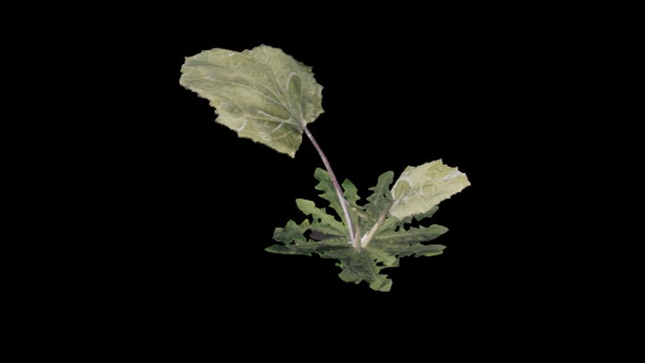 UE项目资源_模型资源_草2544