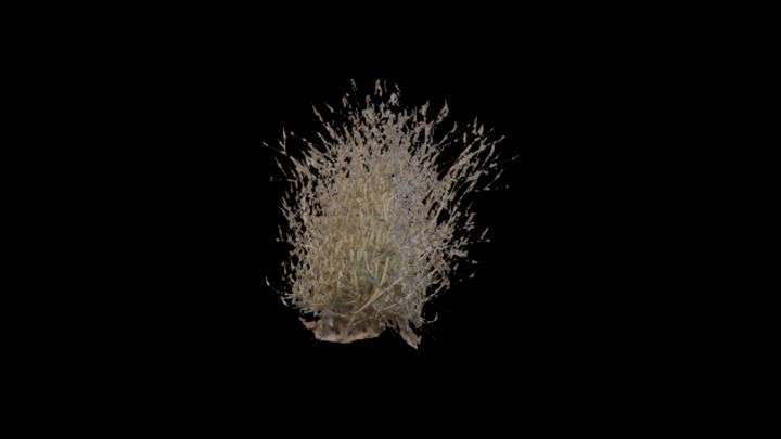 UE项目资源_模型资源_草2605